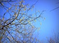 Bright clear blue sky, tree branches in spring