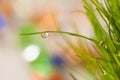 Bright close-up leaves of grass with dew