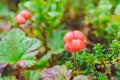 Bright cloudberry on a background of green leaves Royalty Free Stock Photo