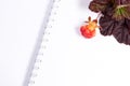 Cloudberry with leaves laying on a white scetchbook background Royalty Free Stock Photo