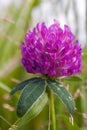 Bright clover flower in the meadow on a blurry green background