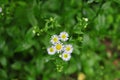 Daisy fleabane flower cluster Royalty Free Stock Photo