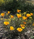 A bright cluster of wild California poppies splashes colors  on the Apache Trail. Royalty Free Stock Photo