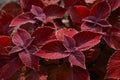 Bright coleus flowers growing in a flower bed. Option for landscaping parks and flower beds of the city