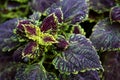 Bright coleus leaves background