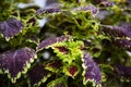 Bright coleus leaves background