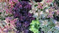 Bright coleus leaves of different types and colors
