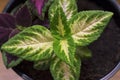 Bright Coleus in a pot close - up