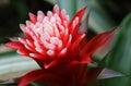 The bright collored flowers of an Billbergia