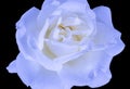 Fine art still life macro of a single isolated bright blue white yellow rose background, Royalty Free Stock Photo