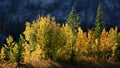 Color Aspen trees in autumn time Royalty Free Stock Photo