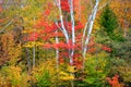 color autumn trees in the park