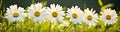 Summer field spring daisy green beauty nature plant meadow flowers Royalty Free Stock Photo