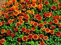 Bright Color Blanket Flowers