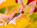 Bright color macro of a red dragonfly sitting on a yellow red leave with yellow background Royalty Free Stock Photo