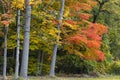 Bright color trees during peak autumn time in Michigan upper peninsula Royalty Free Stock Photo