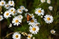 Butterfly sits on medicinal chamomile flower Royalty Free Stock Photo