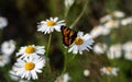 Butterfly sits on medicinal chamomile flower Royalty Free Stock Photo