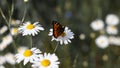 Butterfly sits on medicinal chamomile flower Royalty Free Stock Photo