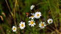 Butterfly sits on medicinal chamomile flower Royalty Free Stock Photo