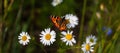 Colored butterfly sits on chamomile flower Royalty Free Stock Photo