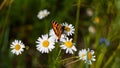 Colored butterfly sits on chamomile flower Royalty Free Stock Photo