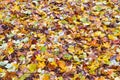 Bright colored carpet of wet fallen leaves in late autumn Royalty Free Stock Photo