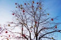 Bright colored Christmas decorations on a defoliated tree in Mos