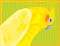 bright colored cockatiel parrot Royalty Free Stock Photo