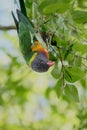 Australian Wildlife Series - Rainbow Lorikeet - Trichoglossus moluccanus Royalty Free Stock Photo