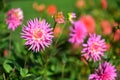 Bright colored Dahlias blooming in Christchurch Botanic Gardens