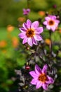 Bright colored Dahlias blooming in Christchurch Botanic Gardens