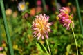 Bright colored Dahlias blooming in Christchurch Botanic Gardens