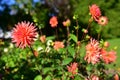 Bright colored Dahlias blooming in Christchurch Botanic Gardens