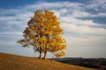 Bright colored fall tree with clear blue sky Royalty Free Stock Photo