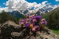 Bright colored field bouquet lies on stone. Mountain landscape. Mountain flowers