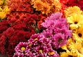 Bright colored flowers on display