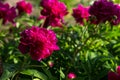 Bright Colored Fuschia Flowers in Bloom Royalty Free Stock Photo