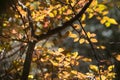 Bright colored leaves on the branches in the autumn forest Royalty Free Stock Photo