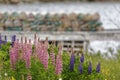 Bright colored lupins Royalty Free Stock Photo