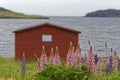 Bright colored lupins