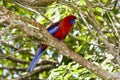 Bright Colored Parrot