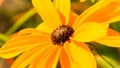 Bright colored petals of yellow daisy flower in full bloom in late spring. Royalty Free Stock Photo