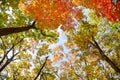 Bright colored red, yellow and green oak and maple leaves on trees in the autumn forest. Bottom view of the tops of trees. Royalty Free Stock Photo