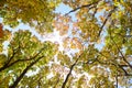 Bright colored red, yellow and green oak and maple leaves on trees in the autumn forest. Royalty Free Stock Photo