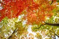 Bright colored red, yellow and green oak and maple leaves on trees in the autumn forest. Royalty Free Stock Photo