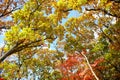 Bright colored red, yellow and green oak and maple leaves on trees in the autumn forest. Royalty Free Stock Photo