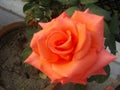 A bright colored rose flower
