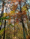 Multi colored trees