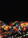 Bright colored umbrellas, painted in all the primary colors of the palette, against the background of the dark night sky